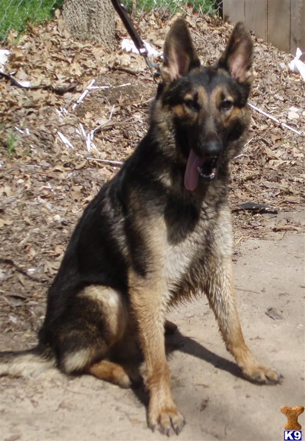 Dogs for Sale in OK